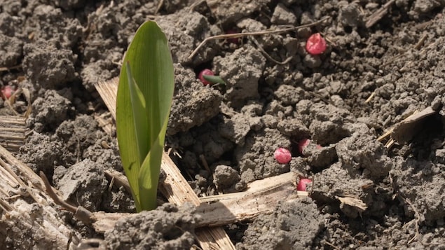 Des granules d’engrais autour d'une jeune pousse.