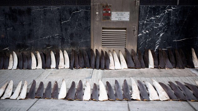 L’ONU met en garde contre la surexploitation des espèces sauvages