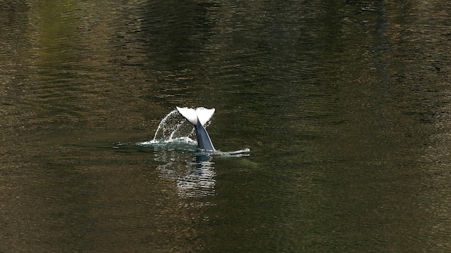 L'épaulard orphelin plonge dans le lagon à Zeballos, le 13 avril 2024.