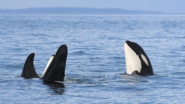 Des épaulards rassemblés en cercle à demi hors de l'eau.