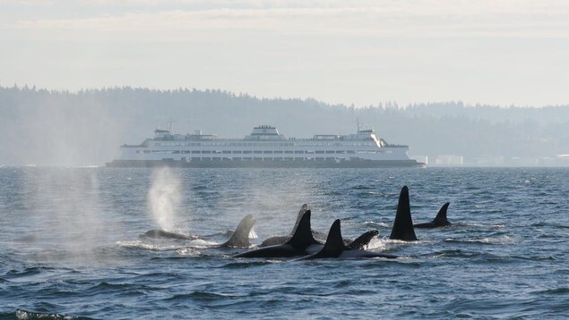 Des orques partagent les eaux avec un traversier de BC Ferries. 