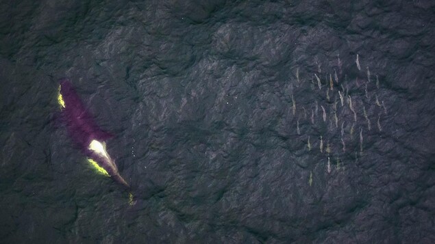 Un épaulard résident du sud nage devant un banc de saumon près du fleuve Fraser, en Colombie-Britannique. 
