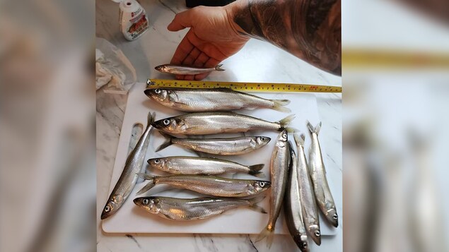 Des éperlans de 25 centimètres capturés à Hébertville
