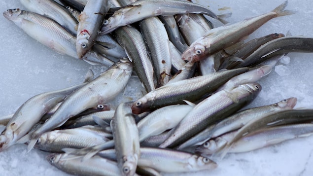 La saison de pêche blanche s’amorce à l’embouchure de la rivière Rimouski