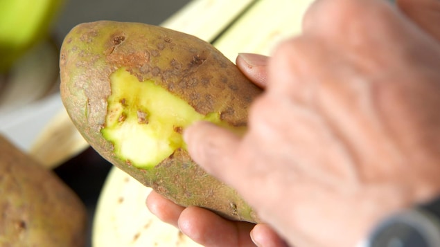 Gros plan sur une pomme de terre en train de se faire éplucher. Gros plan sur une pomme de terre en train de se faire éplucher.