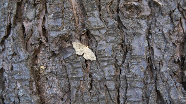 Un papillon sur un arbre.