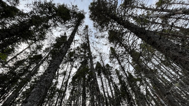 Une forêt d'épinettes noires ravagée.