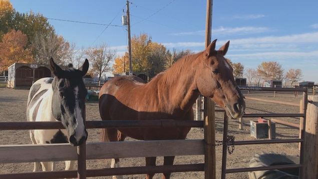 Des chevaux pour aider des enfants à besoins particuliers