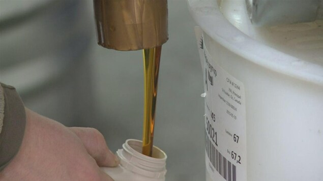 Du sirop d'érable