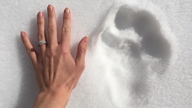 L’empreinte de main de Mme Bonofiglio et l’empreinte de pied du lynx dans la neige.. L’empreinte de main de Mme Bonofiglio et l’empreinte de pied du lynx dans la neige..