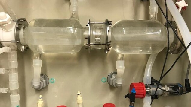 L'estomac artificiel de l'Université du Manitoba est composé d'une série de tubes de verre qui simulemt l'estomac et l'intestin grêle des humains et des animaux. L'estomac artificiel de l'Université du Manitoba est composé d'une série de tubes de verre qui simulemt l'estomac et l'intestin grêle des humains et des animaux.