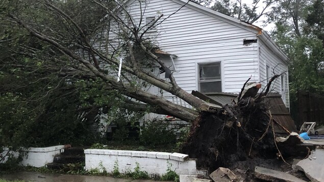 Un arbre déraciné. Un arbre déraciné.