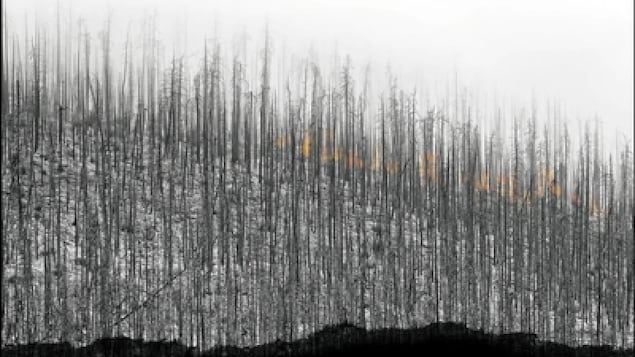 Couverture de livre présentant des arbres calcinés.