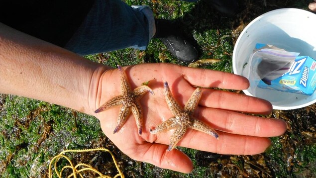 Deux étoiles de mer japonaises dans la main d'une personne Deux étoiles de mer japonaises dans la main d'une personne