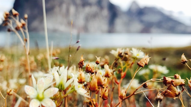 Flore du Nunavut.