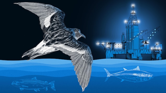 Illustration d'un oiseau, appelé océanite-cul-blanc, volant vers une plateforme pétrolière éclairée la nuit. Sous les vagues, on y voit un saumon de l'Atlantique et un thon rouge.