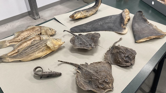 Des espèces marines plastinées font leur entrée au musée Exploramer