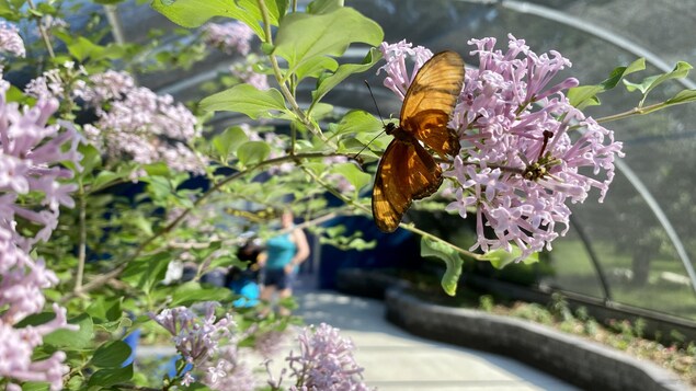 Un papillon lors d'une exposition de papillons en liberté à Saskatoon, en Saskatchewan, le 5 juin 2023.