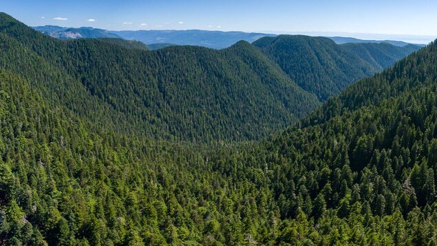 La Colombie-Britannique veut modifier les rapports de force en gestion forestière