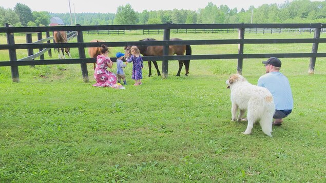 Renée Germain accompagne ses deux jeunes enfants qui donnent des carottes à leurs chevaux alors que Matthew les observe de loin. Renée Germain accompagne ses deux jeunes enfants qui donnent des carottes à leurs chevaux alors que Matthew les observe de loin.