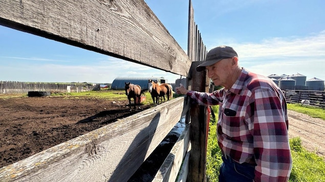 An elderly man standing by a wooden enclosure points at the horses inside.