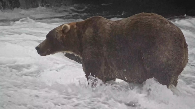 Un ours dans une rivière. 