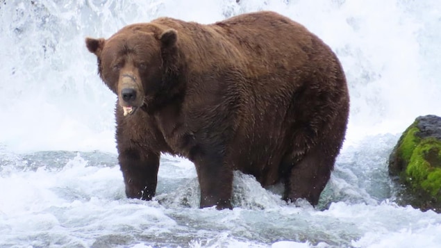L'ours Chunk dans une rivière.