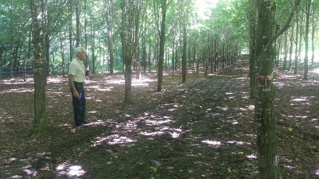 L'acériculteur Marcel Faucher marche en été dans sa plantation d'érables maintenant âgée de 25 ans. Sous le couvert des feuilles et muni de jumelles, il tend l'oreille aux chants des oiseaux. L'acériculteur Marcel Faucher marche en été dans sa plantation d'érables maintenant âgée de 25 ans. Sous le couvert des feuilles et muni de jumelles, il tend l'oreille aux chants des oiseaux.