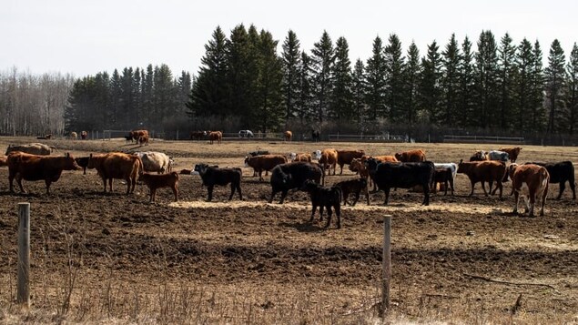 Cattle roam in a field where there will be a potential feedlot near Pigeon Lake Alta, on Sunday May 1, 2022. (Jason Franson/The Canadian Press)