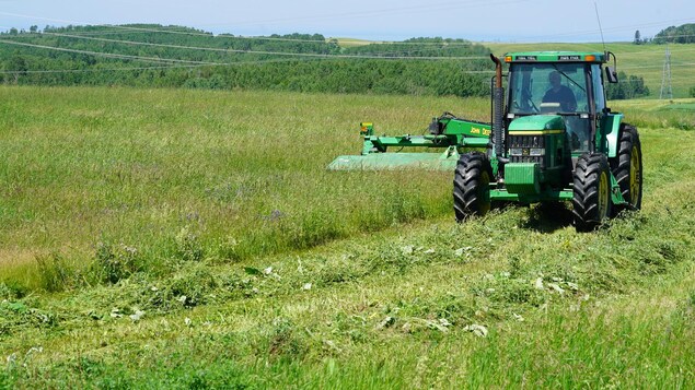Un tracteur qui coupe le foin dans un champs.