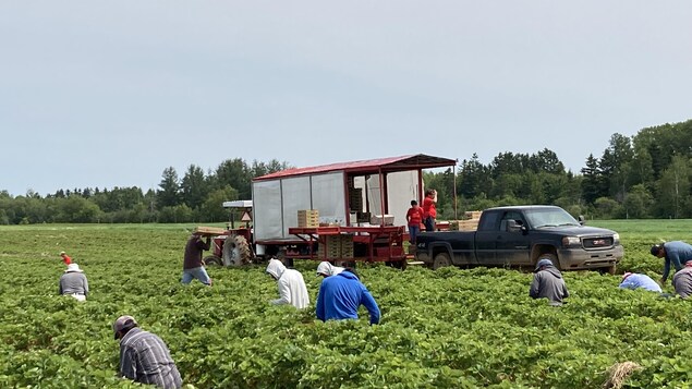 Des travailleurs étrangers cueillent des fraises dans les champs de la Ferme Bourdages Tradition.