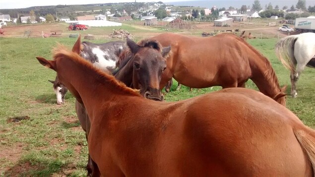 Les chevaux de la Ferme du Bout du Monde à Grande-Rivière Les chevaux de la Ferme du Bout du Monde à Grande-Rivière