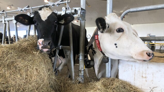 Des vaches dans la ferme.