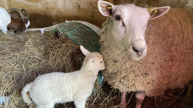 Un agneau se blottit contre sa mère.