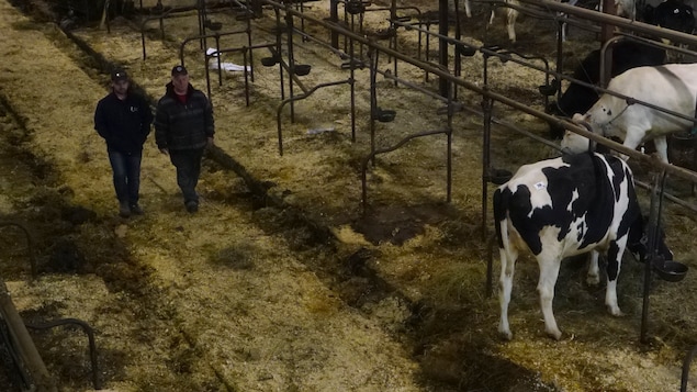 Louis-Gilles Lapointe et son fils Marc-André Lapointe marchent dans leur ferme après l'encan. Louis-Gilles Lapointe et son fils Marc-André Lapointe marchent dans leur ferme après l'encan.
