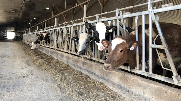 Après deux ans de pandémie, une ligne d’aide pour les agriculteurs apporte de l’espoir