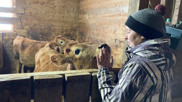 L’aventure laitière d’un jeune couple à Bonaventure