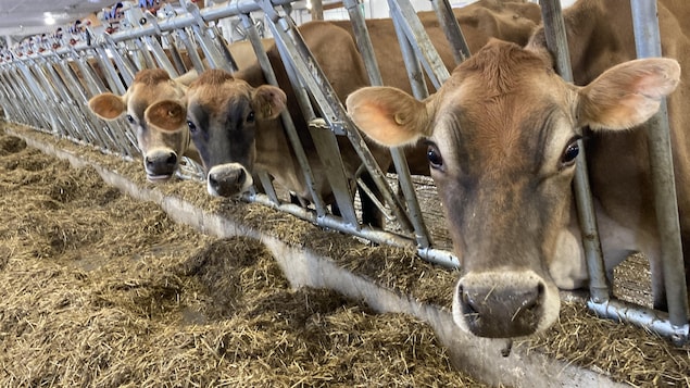 Des producteurs laitiers de la région offrent plus de liberté à leurs vaches