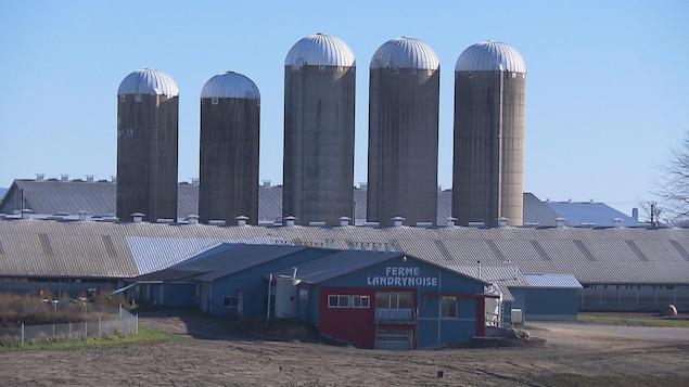 Les cinq silos de la ferme Landrynoise derrière le bâtiment principal.