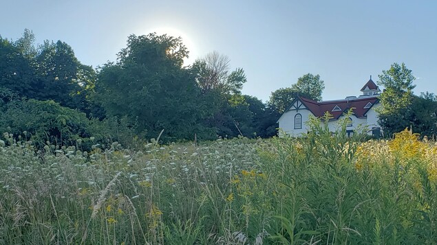 Un grand champ d'herbes hautes devant l'un des bâtiments de la ferme Moore. 