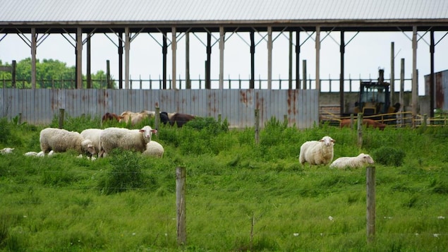 Des moutons et des bovins dans un champ.