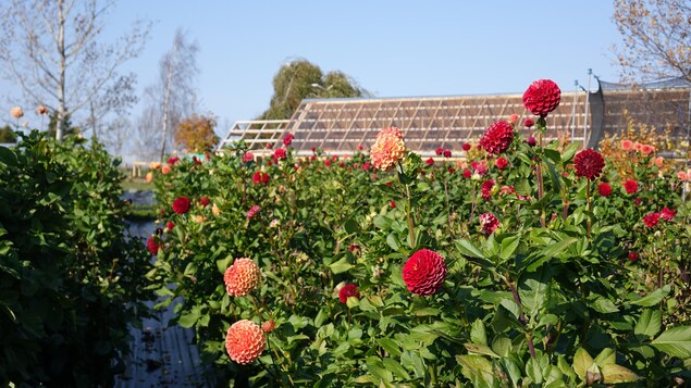 Ferme Pastel : la floraison d’une floriculture locale et écoresponsable