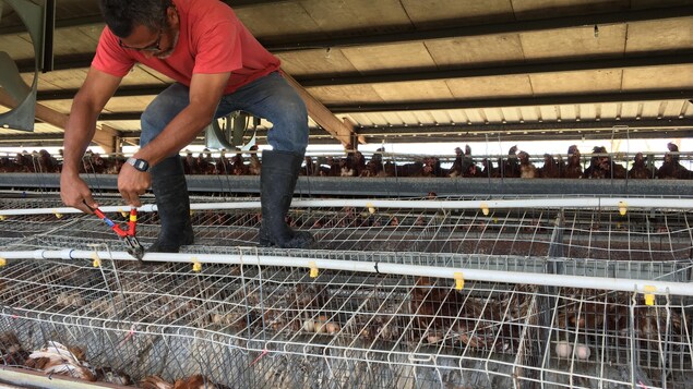 Un travailleur ouvre les cages qu'a secouées l'ouragan Maria pour retirer d'innombrables poules mortes. 