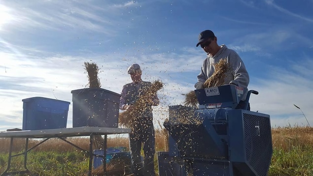 Des semences sont collectées par deux hommes à la ferme expérimentale d'Agriculture Canada à Saskatoon. 