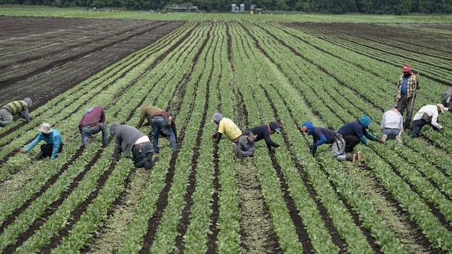 Workers squatting in a field.