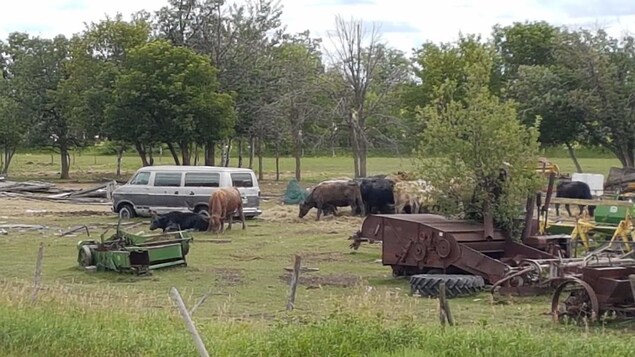Du bétail entourant un vieux véhicule ainsi que de la machinerie agricole sur la ferme de Drago Kucas. Du bétail entourant un vieux véhicule ainsi que de la machinerie agricole sur la ferme de Drago Kucas.