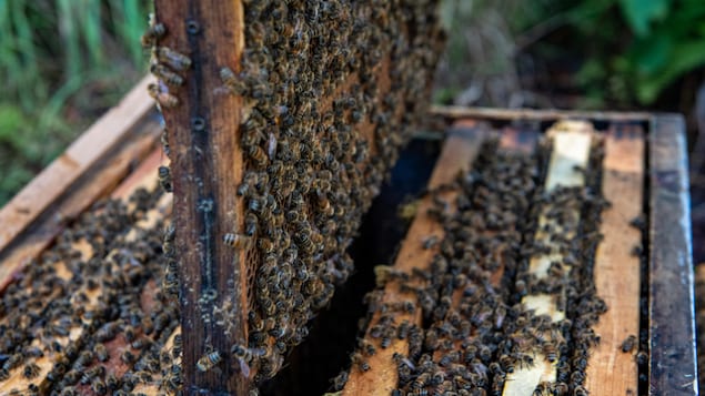 Alain Péricard sort un cadre d'abeilles d'une ruche. 