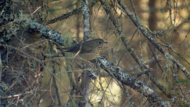 De nombreux oiseaux qui migrent vers le sud font un arrêt à Pointe-aux-Outardes. De nombreux oiseaux qui migrent vers le sud font un arrêt à Pointe-aux-Outardes.