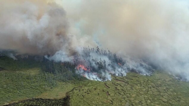 Photographie aérienne d'une forêt qui brûle en dégageant une épaisse fumée.