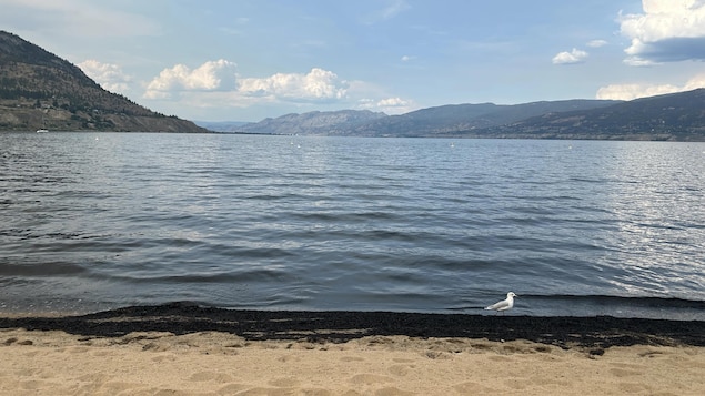 Feux de forêt dans l’Okanagan : des impacts jusque dans les plans d’eau
